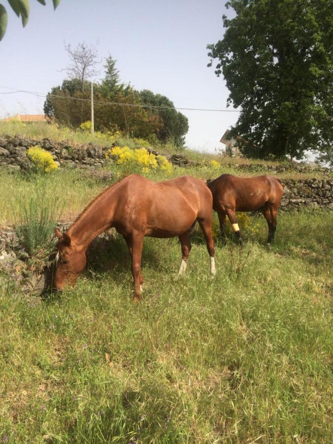Horse House Lejlighed Ragalna Eksteriør billede